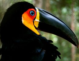 Os últimos animais do mundo