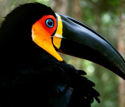 Os últimos animais do mundo