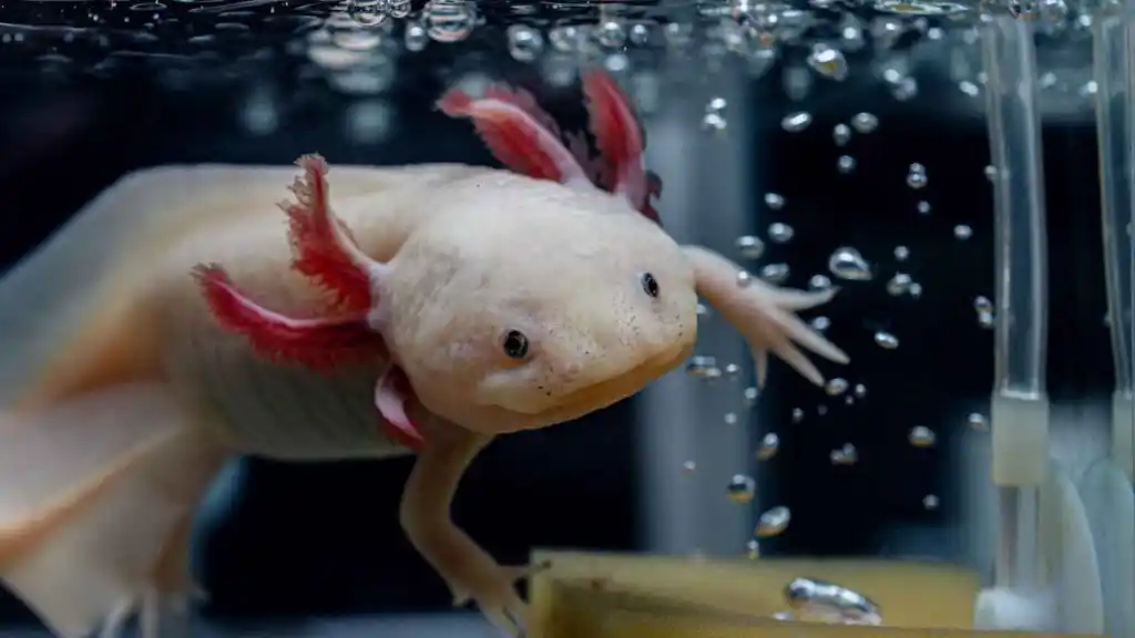 O deus Xólotl que virou salamandra