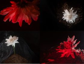 Katábase: a descida como experiência viva