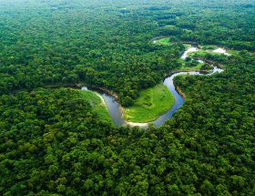 O que é o Dia da Amazônia?