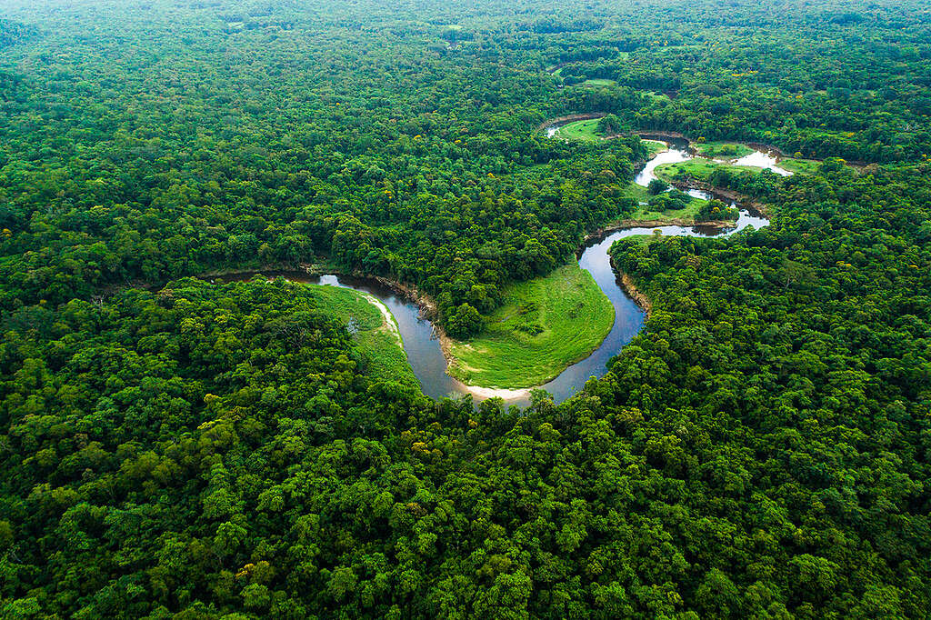 O que é o Dia da Amazônia?